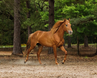 Training Hard To Catch Horses