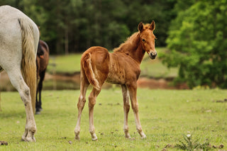 Intro To Halter Training A Foal