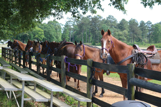 The Importance Of Tying Your Horse