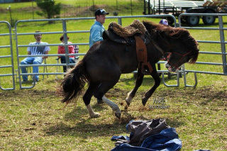 Important Facts To Consider Before Buying A “Cheap” Horse