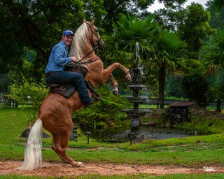 Control the Head, Control the Horse: A Guide to Better Training