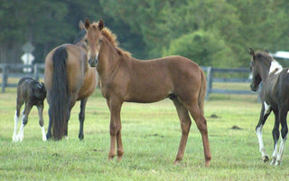 Tag With Your Horse