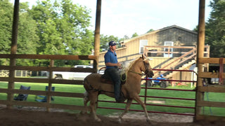 How To Get Your Gaited Horse Gaiting Faster