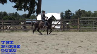From Trot To Gait - WA Clinic