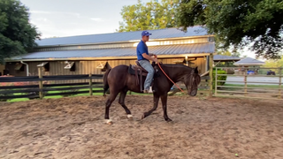 Neck Reining Part 2