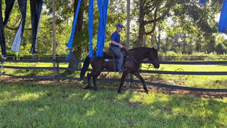 Cowboy Curtain On A Green Horse