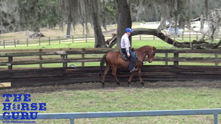 Transitions (Walk, Trot, & Canter)