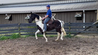 Benefits Of Using a Breeching On Your Gaited Horse