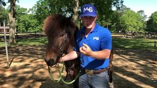 Bitting Your Gaited Horse
