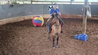 How To Test Ride A Horse You Want To Purchase