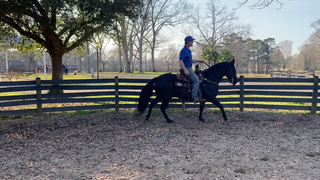Benefits Of Using A Solid Bridle On Your Horse