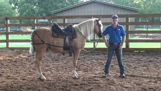 Using A Breeching For Gait Work