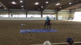 Building A Respectful Bond With Your Horse