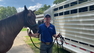 Tying A Horse To The Outside Of A Trailer