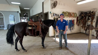 Benefits of Using a Solid Bridle on Your Gaited Horse
