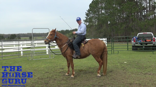 How to Break Pace in a Gaited Horse
