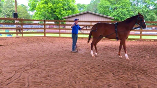 First Day Ground Driving a Colt (Long Lining Basics)