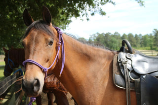 Tie Time Benefits: Build a Patient Horse