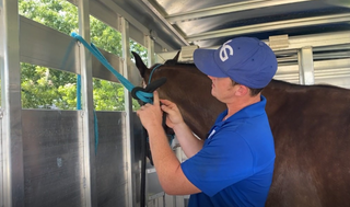Tying Your Horse in a Trailer