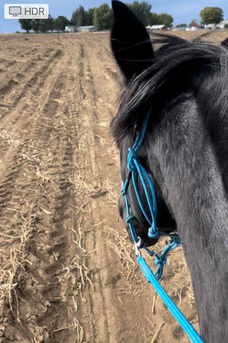 Image of an elegant horse adorned with the MG blue halter and reins, showcasing a stylish and sophisticated equestrian look.