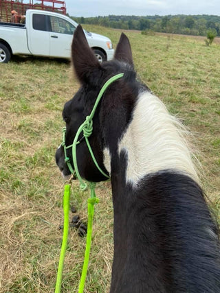 Image of an elegant horse adorned with the MG green halter and reins, showcasing a stylish and sophisticated equestrian look.