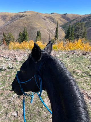 Image of an elegant horse adorned with the MG blue halter and reins, showcasing a stylish and sophisticated equestrian look.