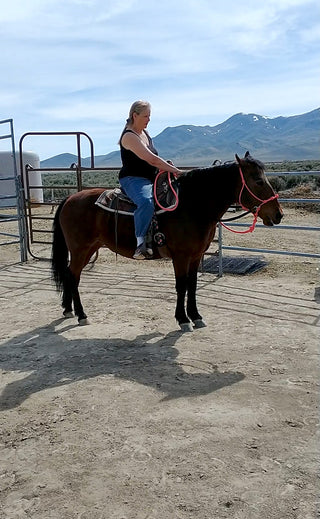 Image of an elegant horse ride with the horse adorned in the MG orange halter and reins, on their way for a session, showcasing style and readiness for an upcoming equestrian activity.