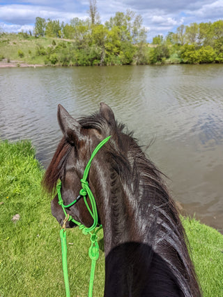 Image of an elegant horse adorned with the MG green halter and reins, showcasing a stylish and sophisticated equestrian look.