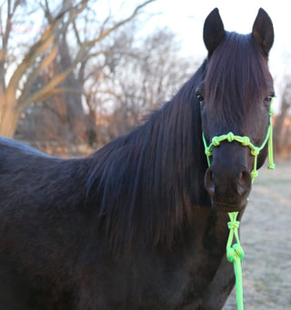 Image of an elegant horse adorned with the MG green halter, showcasing a stylish and sophisticated equestrian look.