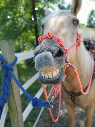 MG Halter, Lead Rope, Reins Full Set