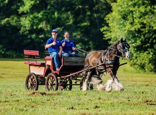 Michael Gascon with an intern from the Horse Help internship program riding a horse carriage, showcasing hands-on learning and unique experiences in the program.
