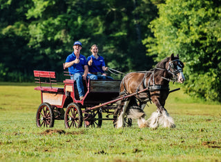 6 Month Academy Program - Professional Horse Trainer Course (50% Off)