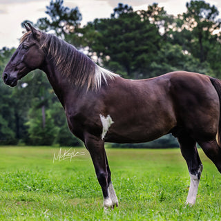 Brown horse with a white patch on a grassy field