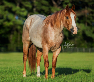 Horse standing in a grassy field with trees in the background