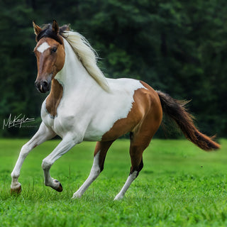 Horse running on a grassy field with trees in the background