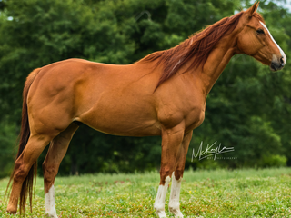Photograph of James, a Off-the -Track-Thoroughbred, available for sale.