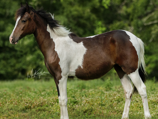Photograph of Jessica a Paso Fino Filly, available for sale.
