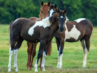 Adorable trio of horses, all under two years old, showcasing youthful energy and companionship in a charming group setting.