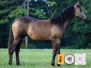 Photograph of Jethro, a Quarter Horse Colt, available for sale.