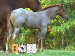 Photograph of Lainey, a Quarter Horse Filly, available for sale.
