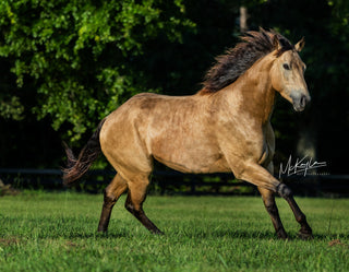 Horse running on grass with trees in the background