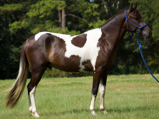 Photograph of Willy Nelson, a Paso Fino Gelding, available for sale.