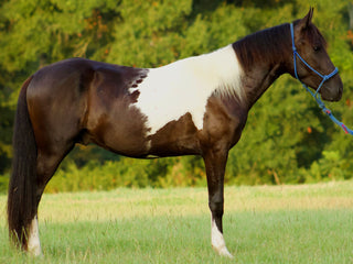 Photograph of Snoopy, a Paso Fino Colt, available for sale.