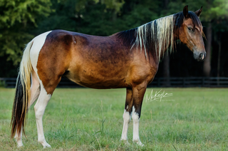 Photograph of Reba, a Paso Fino Filly, available for sale.