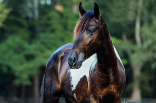 Photograph of Sonny, an elegant dark brown horse with distinctive white markings, showcasing beauty and grace in his equine presence.