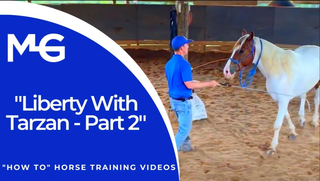 Thumbnail for MG 'How To' Horse Training Video: Liberty with Tarzan - Part 2, featuring a visual preview of the video content and insights into advanced liberty training techniques.