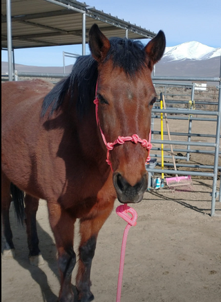 MG Halter, Lead Rope, Reins Full Set