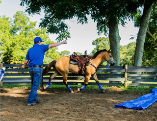 Challenge A La Carte: Horse Help Course Videos