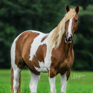 Brown and white horse standing in a grassy field with blurred greenery in the background