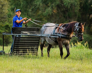 Challenge A La Carte: Untrained Horse Example Videos